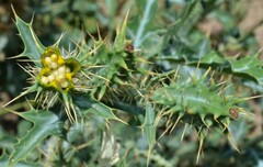 Argemone polyanthemos