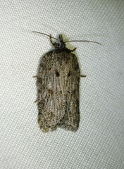 Acleris maximana