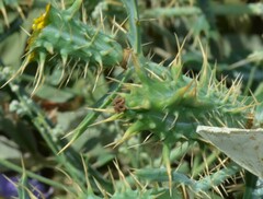 Argemone polyanthemos