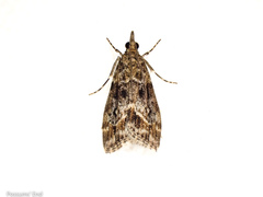 Eudonia legnota