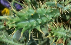 Argemone polyanthemos