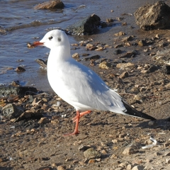 Chroicocephalus ridibundus