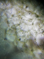 Hydrodictyon reticulatum