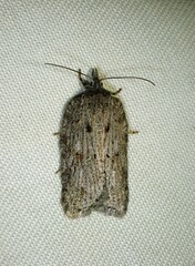 Acleris maximana