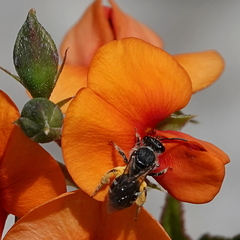 Chilalictus