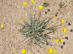 Baileya multiradiata