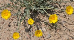 Baileya multiradiata