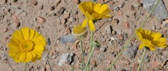Baileya multiradiata