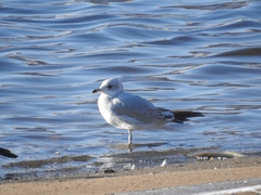 Larus canus
