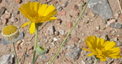 Baileya multiradiata