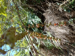 Glochidion acuminatum