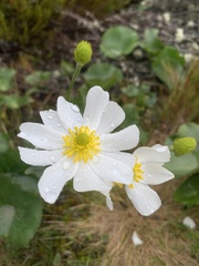 Ranunculus lyallii