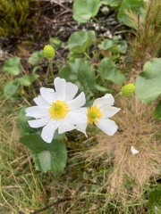 Ranunculus lyallii