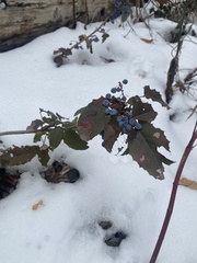 Berberis