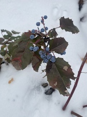 Berberis