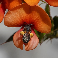 Chilalictus