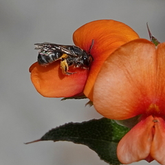 Chilalictus