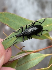 Tanychilus
