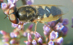 Odontomyia angulata