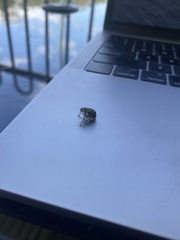 Eutyrhinus meditabundus