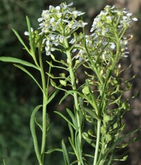 Lepidium alyssoides