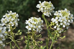 Lepidium alyssoides