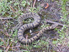 Crotalus morulus