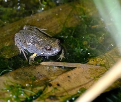 Uperoleia laevigata