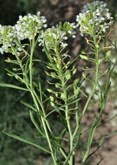 Lepidium alyssoides