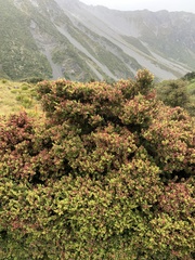 Podocarpus laetus × Podocarpus nivalis