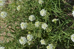 Lepidium alyssoides
