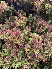 Podocarpus laetus × Podocarpus nivalis