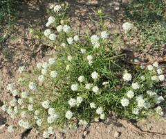 Lepidium alyssoides