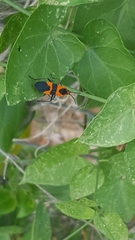 Oncopeltus fasciatus