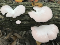 Pleurotus djamor