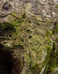 Bacidia schweinitzii