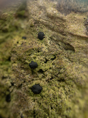 Bacidia schweinitzii