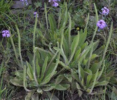 Plantago cunninghamii
