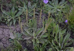 Plantago cunninghamii