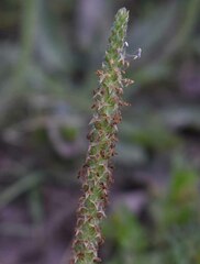 Plantago cunninghamii