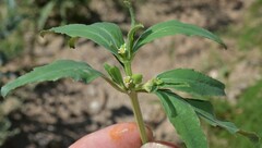 Euphorbia exstipulata