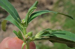 Euphorbia exstipulata