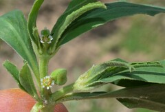Euphorbia exstipulata