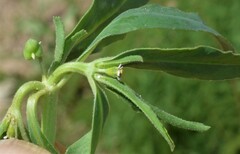 Euphorbia exstipulata