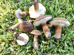 Tylopilus ferrugineus