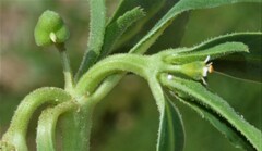 Euphorbia exstipulata