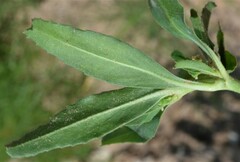 Euphorbia exstipulata