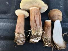 Tylopilus ferrugineus