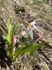 Erythronium montanum