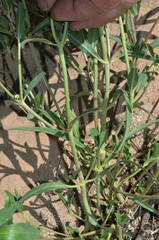 Euphorbia exstipulata